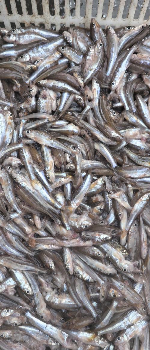 黑龙江伊春嘉荫县其它 18.00元/斤黑龙江精品大眼
