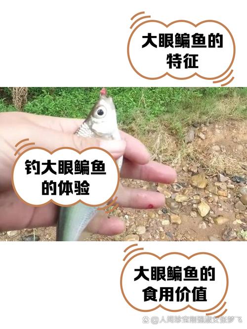 大眼鳊鱼