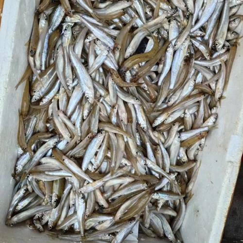 湖南长沙浏阳市 20.00元/斤大眼鱼,亮眼鱼