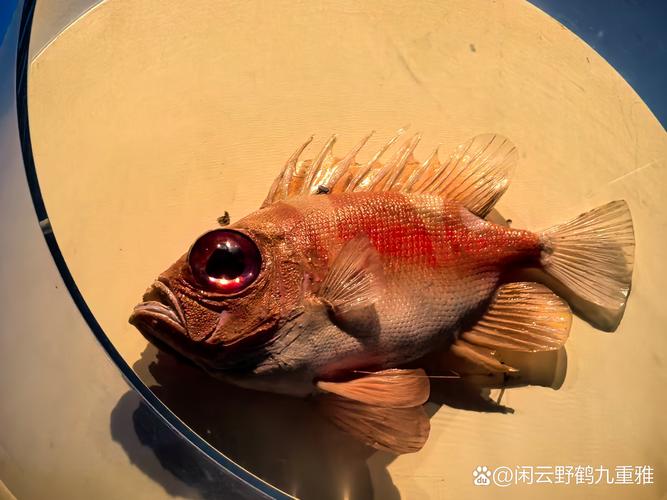 深海大眼鱼,红鳞闪亮,巨眼如灯,仿佛刚从幽暗深海游