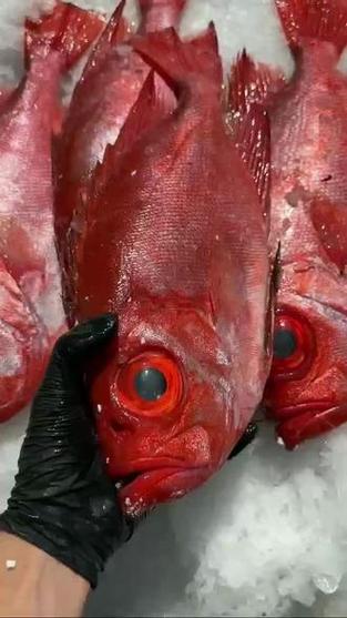 大眼鱼很新鲜